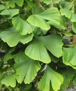 Future Forests Ginkgo Biloba - Maidenhair Tree