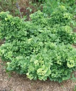 Future Forests Ginkgo Biloba Troll All Conifers