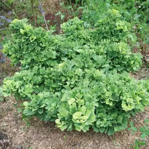 Future Forests Ginkgo Biloba Troll All Conifers 3 Future Forests Ginkgo Biloba Troll All Conifers