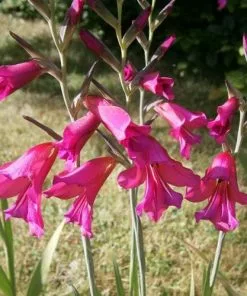 Future Forests Gladiolus Communis Ssp. Byzantinus