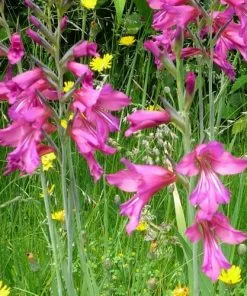 Future Forests Gladiolus Communis Ssp. Byzantinus