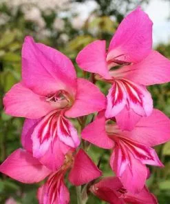 Future Forests Gladiolus Communis Ssp. Byzantinus