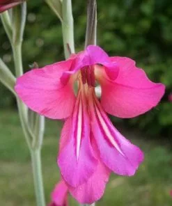 Future Forests Gladiolus Communis Ssp. Byzantinus