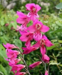 Future Forests Gladiolus Communis Ssp. Byzantinus