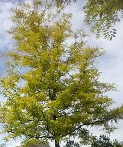 Future Forests Trees Gleditsia Tri Sunburst