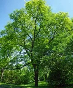 Future Forests Trees Gleditsia Tri Sunburst
