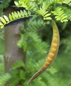 Future Forests Trees Gleditsia Tri Sunburst