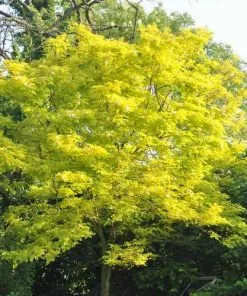 Future Forests Trees Gleditsia Tri Sunburst