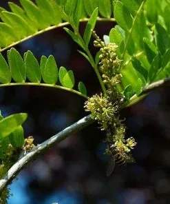 Future Forests Trees Gleditsia Tri Sunburst