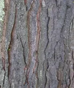 Future Forests Trees Gleditsia Tri Sunburst