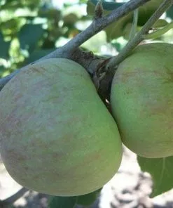 Future Forests Fruit Apple Glenstal Cooker