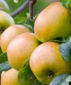 Future Forests Fruit Apple Glenstal Cooker