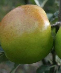 Future Forests Fruit Apple Glenstal Cooker