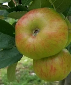 Future Forests Fruit Apple Glenstal Cooker