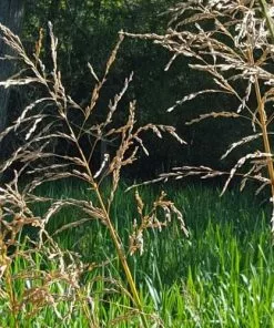 Future Forests Glyceria Maxima Var. Variegata More 9 Future Forests Glyceria Maxima Var. Variegata More