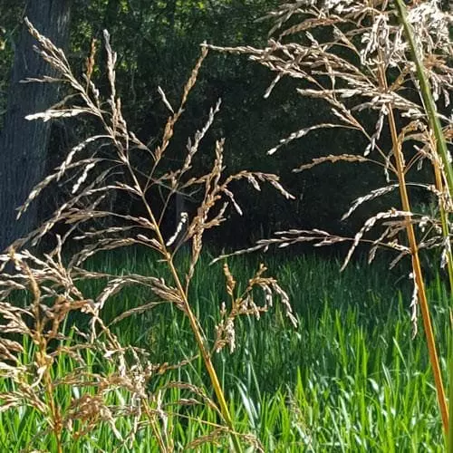Future Forests Glyceria Maxima Var. Variegata More 4 Future Forests Glyceria Maxima Var. Variegata More