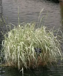 Future Forests Glyceria Maxima Var. Variegata More 13 Future Forests Glyceria Maxima Var. Variegata More