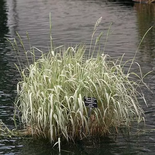 Future Forests Glyceria Maxima Var. Variegata More 8 Future Forests Glyceria Maxima Var. Variegata More