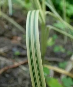 Future Forests Glyceria Maxima Var. Variegata More 12 Future Forests Glyceria Maxima Var. Variegata More
