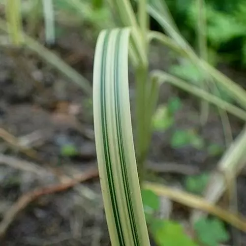 Future Forests Glyceria Maxima Var. Variegata More 7 Future Forests Glyceria Maxima Var. Variegata More