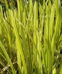 Future Forests Glyceria Maxima Var. Variegata More