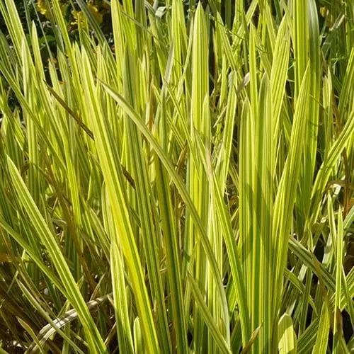 Future Forests Glyceria Maxima Var. Variegata More 3 Future Forests Glyceria Maxima Var. Variegata More