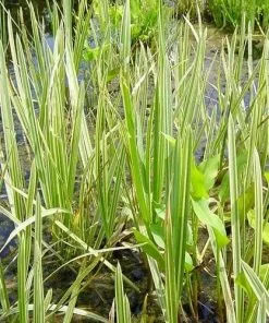 Future Forests Glyceria Maxima Var. Variegata More 11 Future Forests Glyceria Maxima Var. Variegata More