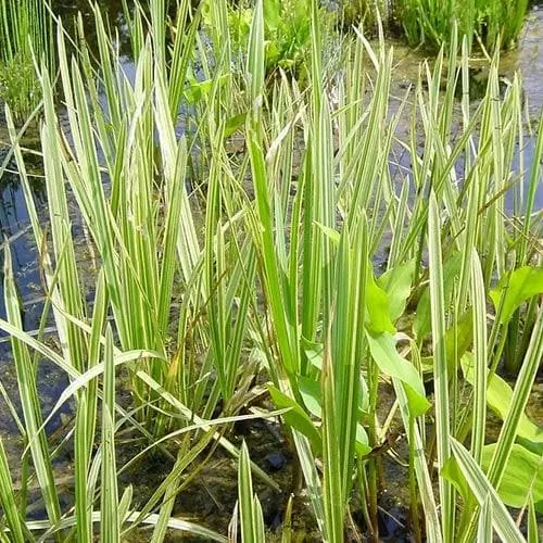 Future Forests Glyceria Maxima Var. Variegata More 6 Future Forests Glyceria Maxima Var. Variegata More