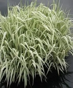 Future Forests Glyceria Maxima Var. Variegata More 10 Future Forests Glyceria Maxima Var. Variegata More