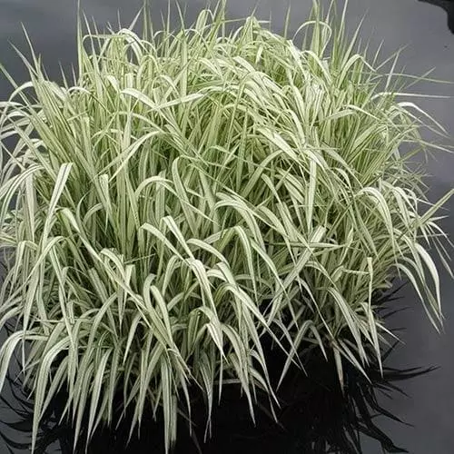 Future Forests Glyceria Maxima Var. Variegata More 5 Future Forests Glyceria Maxima Var. Variegata More