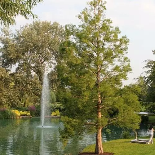 Future Forests Glyptostrobus Pensilis - Chinese Swamp Cypress 3 Future Forests Glyptostrobus Pensilis - Chinese Swamp Cypress