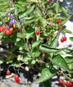 Future Forests Fruit Goji Berry