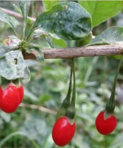 Future Forests Fruit Goji Berry