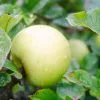 Future Forests Apple Golden Noble