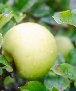 Future Forests Apple Golden Noble