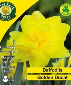 Future Forests Bulbs Daffodil Golden Ducat