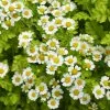 Future Forests Golden Feverfew Herbs