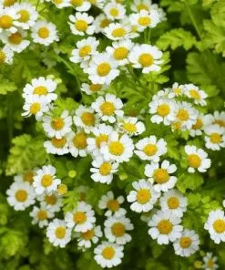 Future Forests Golden Feverfew Herbs