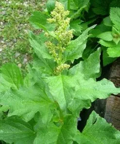 Future Forests Herbs Good King Henry 5 Future Forests Herbs Good King Henry