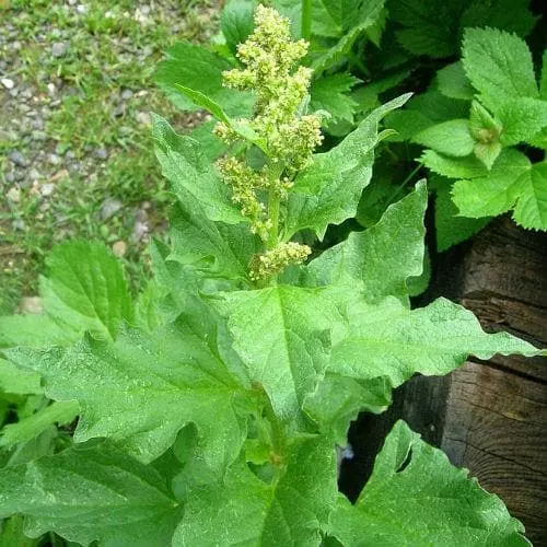 Future Forests Herbs Good King Henry 4 Future Forests Herbs Good King Henry