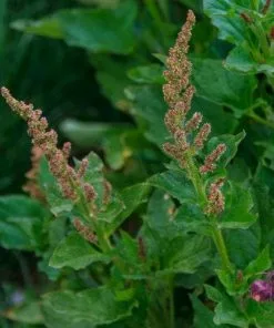 Future Forests Herbs Good King Henry