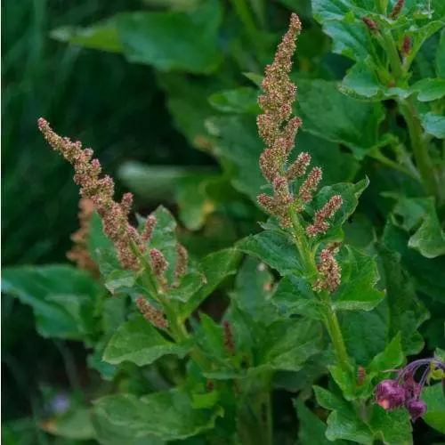 Future Forests Herbs Good King Henry 3 Future Forests Herbs Good King Henry