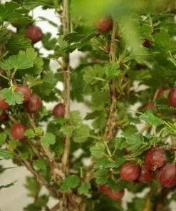 Future Forests Gooseberry Hinnonmaki Red