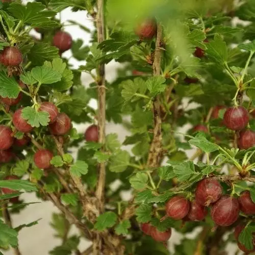 Future Forests Gooseberry Hinnonmaki Red 4 Future Forests Gooseberry Hinnonmaki Red