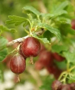 Future Forests Gooseberry Hinnonmaki Red