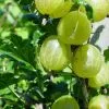 Future Forests Gooseberry Leveller Fruit 1 Future Forests Gooseberry Leveller Fruit