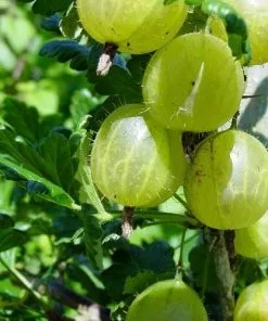 Future Forests Gooseberry Leveller Fruit