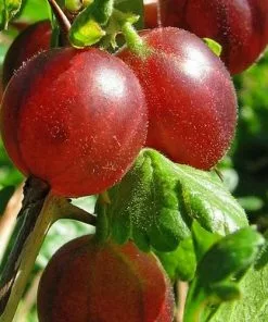 Future Forests Fruit Gooseberry Pax