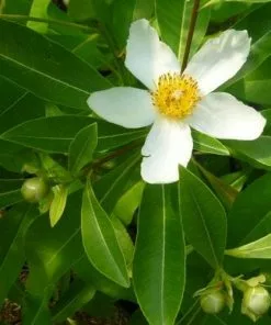 Future Forests X Gordlinia Grandiflora Shrubs