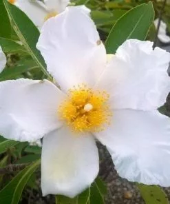 Future Forests X Gordlinia Grandiflora Shrubs